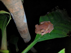 Rhacophorus pardalis