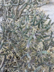 Cylindropuntia ramosissima