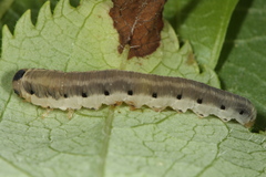 Macrophya alboannulata