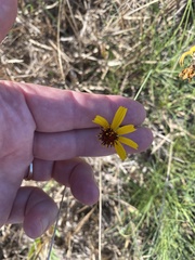 Thelesperma filifolium