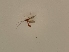 Enicospilus americanus-complex