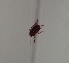 Araecerus