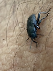 Asiopus minimus