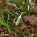 Plantago hispidula - Photo (c) altair.rana ~RM, some rights reserved (CC BY-NC), uploaded by altair.rana ~RM