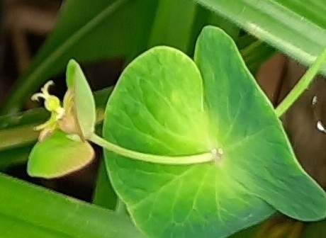 Euphorbia macroceras, photograph 3