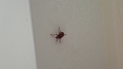 Araecerus