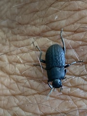 Asiopus minimus