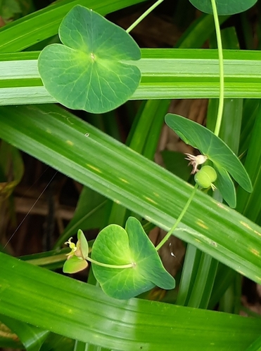Euphorbia macroceras, photograph 4