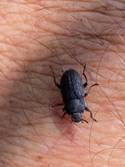 Asiopus minimus