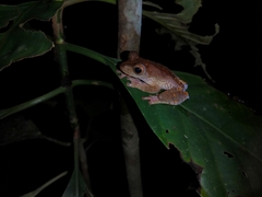 Rhacophorus pardalis