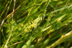 Bromus hordeaceus