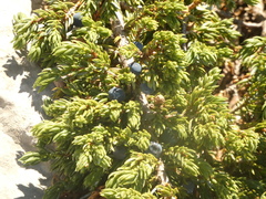 Juniperus communis saxatilis