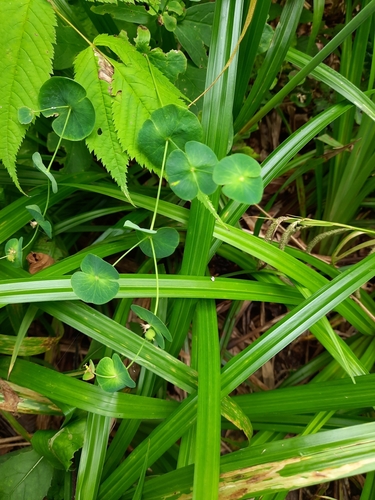 Euphorbia macroceras, photograph 5