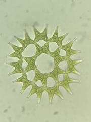 Pediastrum duplex