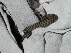 Vipera aspis