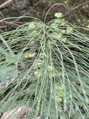 Equisetum telmateia