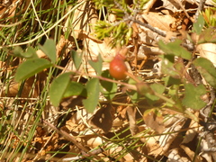Rosa pendulina