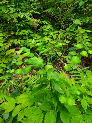 Euphorbia macroceras, photograph 6