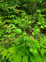 Euphorbia macroceras, photograph Виктория Билоус, CC BY, iNaturalist via GBIF