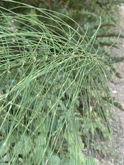 Equisetum telmateia