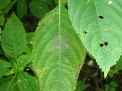 Puccinia komarovii