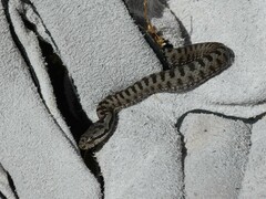 Vipera aspis