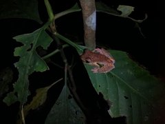 Rhacophorus pardalis