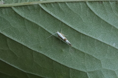 Argyresthia semitestacella