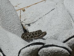 Vipera aspis