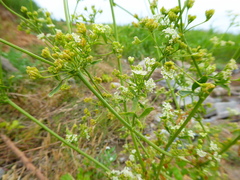 Apium graveolens