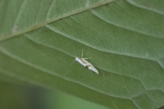 Argyresthia semitestacella