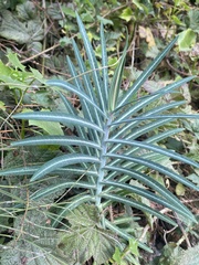 Euphorbia lathyris