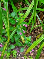 Clinopodium grandiflorum