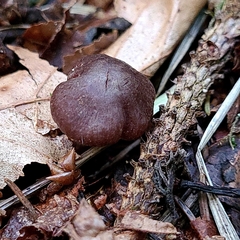 Psathyrella bipellis