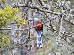 Trogon mexicanus