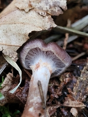 Psathyrella bipellis