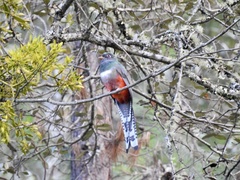 Trogon mexicanus