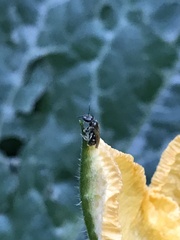 Anthophila