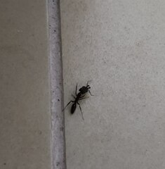 Odontomachus simillimus