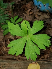 Geranium maculatum