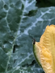 Anthophila