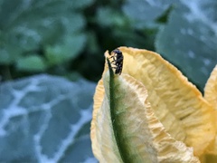 Anthophila