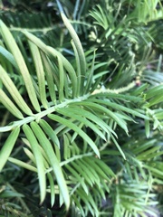 Taxaceae