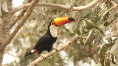Ramphastos toco