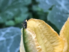Anthophila