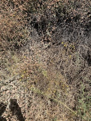 Deinandra