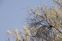 Senegalia nigrescens