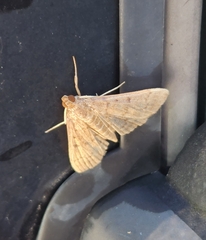 Herpetogramma phaeopteralis