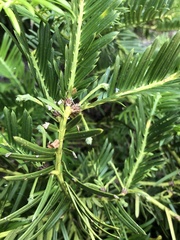 Taxaceae