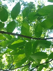 Fraxinus quadrangulata